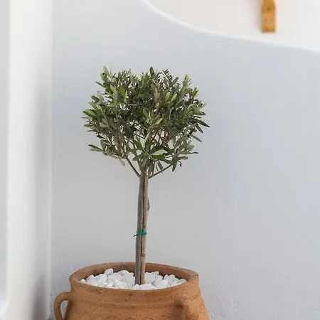 Elena Mykonos Mykonos Town