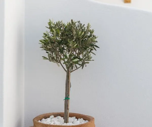 米科诺斯埃琳娜酒店 Mykonos Town